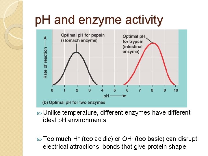 p. H and enzyme activity Unlike temperature, different enzymes have different ideal p. H