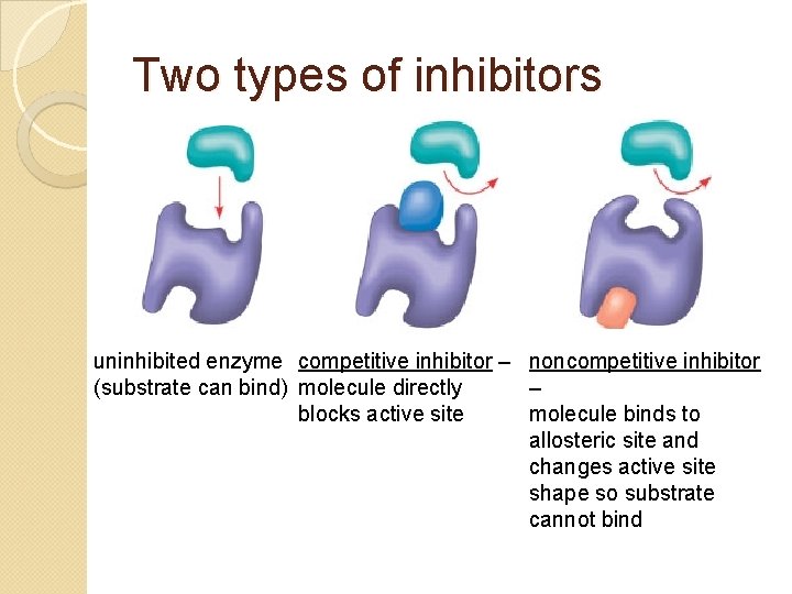 Two types of inhibitors uninhibited enzyme competitive inhibitor – noncompetitive inhibitor (substrate can bind)