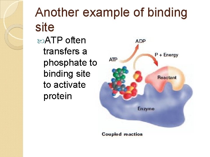 Another example of binding site ATP often transfers a phosphate to binding site to