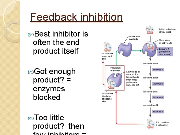 Feedback inhibition Best inhibitor is often the end product itself Got enough product? =