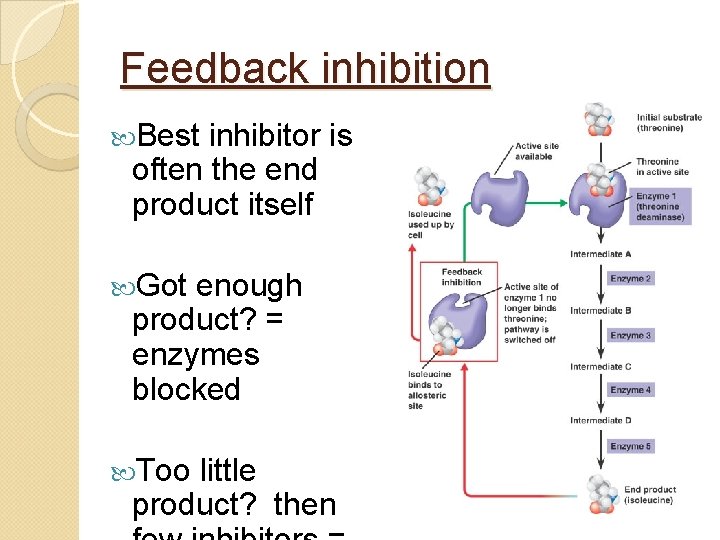 Feedback inhibition Best inhibitor is often the end product itself Got enough product? =