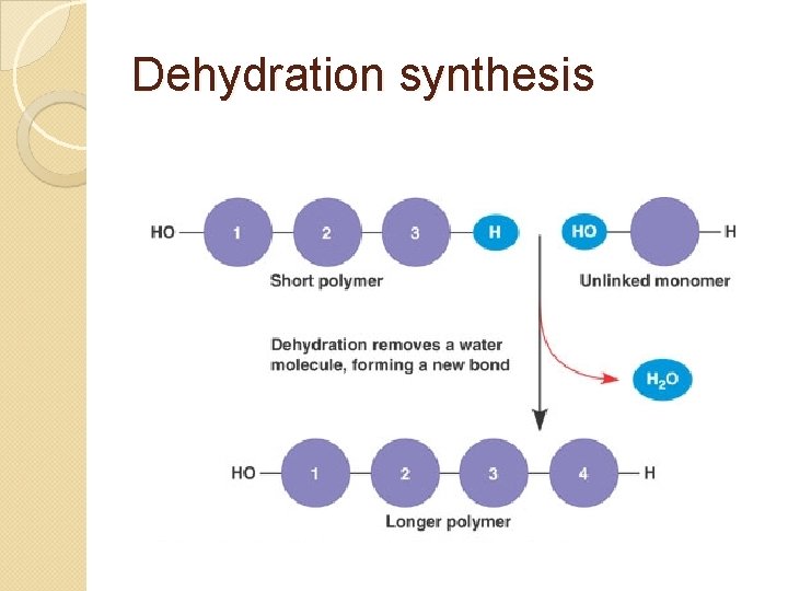 Dehydration synthesis 