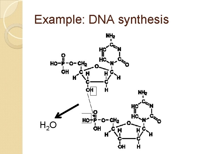 Example: DNA synthesis H 2 O 