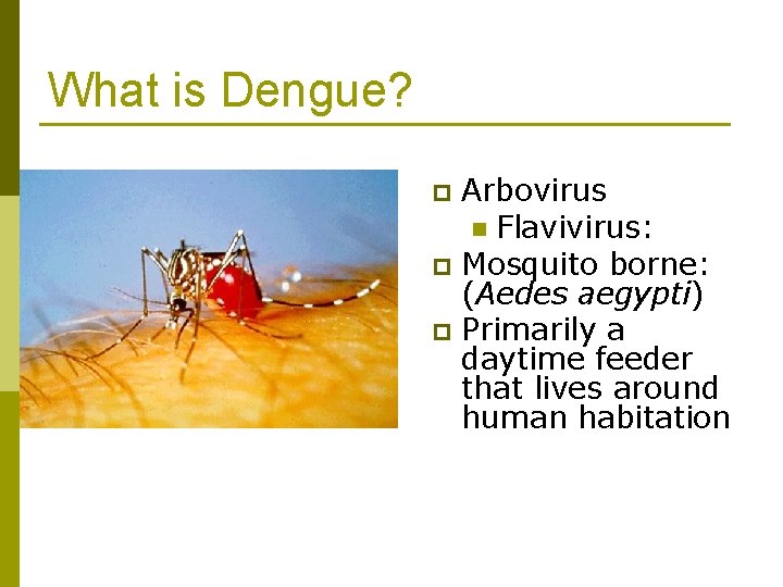 What is Dengue? Arbovirus n Flavivirus: p Mosquito borne: (Aedes aegypti) p Primarily a