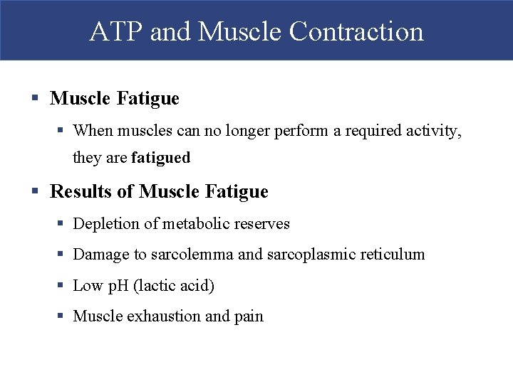ATP and Muscle Contraction § Muscle Fatigue § When muscles can no longer perform
