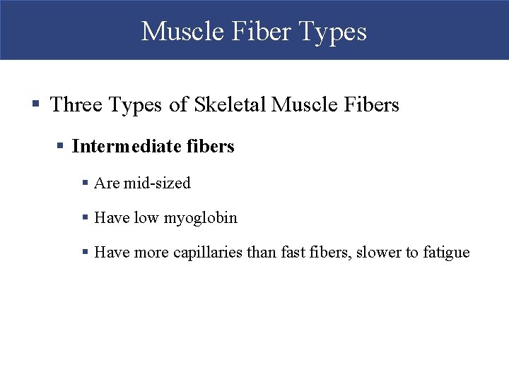 Muscle Fiber Types § Three Types of Skeletal Muscle Fibers § Intermediate fibers §