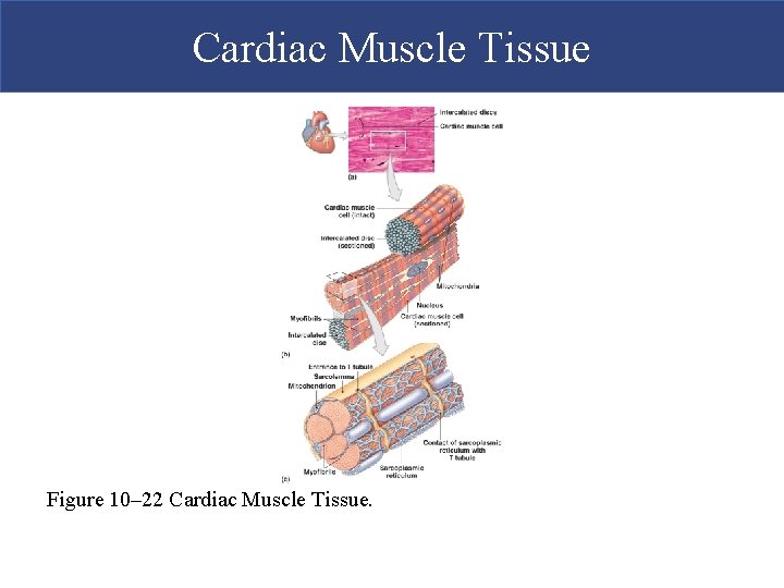 Cardiac Muscle Tissue Figure 10– 22 Cardiac Muscle Tissue. 