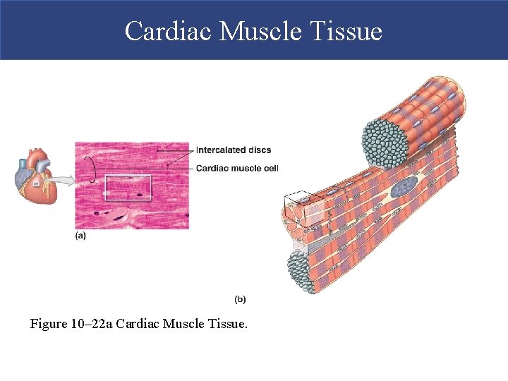 Cardiac Muscle Tissue Figure 10– 22 a Cardiac Muscle Tissue. 