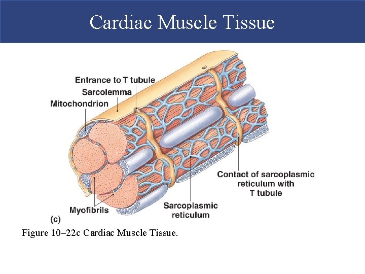 Cardiac Muscle Tissue Figure 10– 22 c Cardiac Muscle Tissue. 