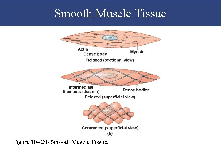 Smooth Muscle Tissue Figure 10– 23 b Smooth Muscle Tissue. 