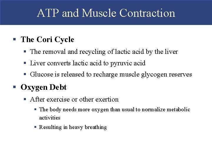 ATP and Muscle Contraction § The Cori Cycle § The removal and recycling of