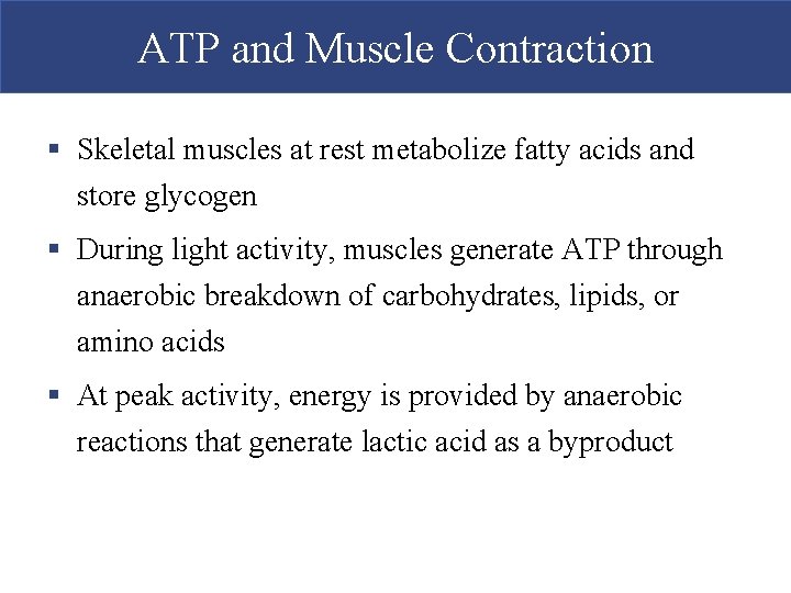 ATP and Muscle Contraction § Skeletal muscles at rest metabolize fatty acids and store