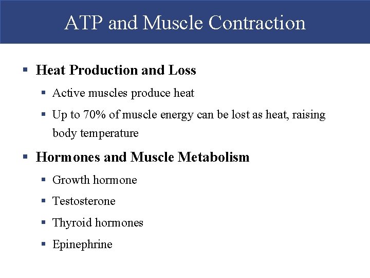 ATP and Muscle Contraction § Heat Production and Loss § Active muscles produce heat