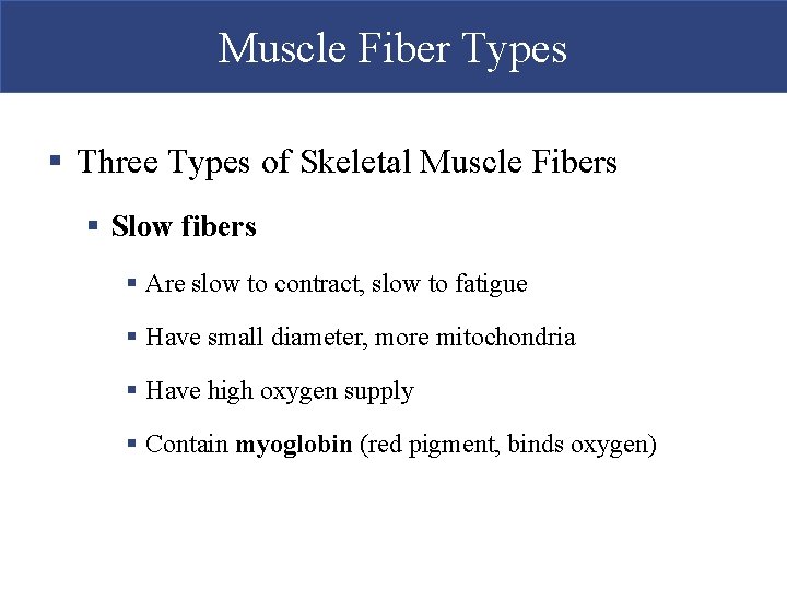 Muscle Fiber Types § Three Types of Skeletal Muscle Fibers § Slow fibers §