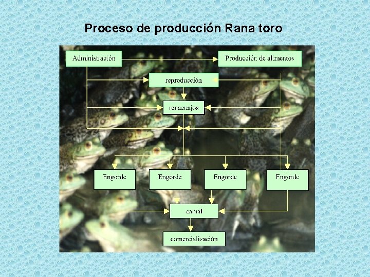 Proceso de producción Rana toro 