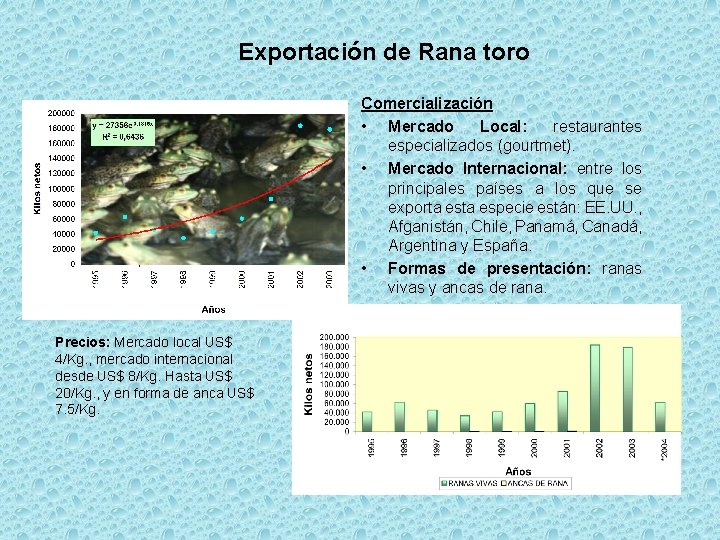 Exportación de Rana toro Comercialización • Mercado Local: restaurantes especializados (gourtmet). • Mercado Internacional: