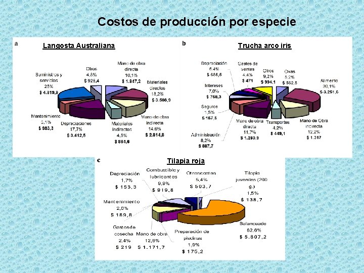 Costos de producción por especie Trucha arco iris Langosta Australiana Tilapia roja 