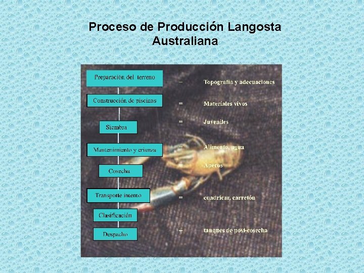 Proceso de Producción Langosta Australiana 