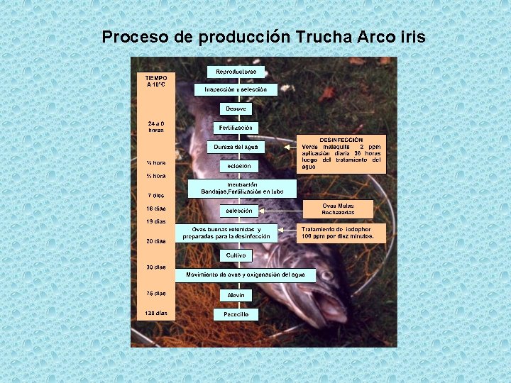 Proceso de producción Trucha Arco iris 