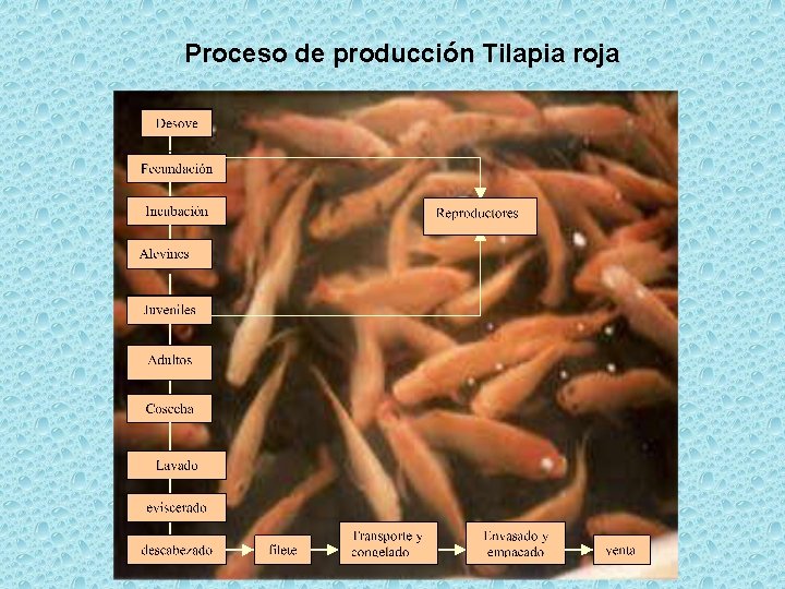 Proceso de producción Tilapia roja 