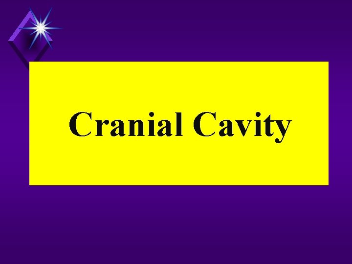 Cranial Cavity 