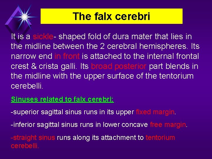 The falx cerebri It is a sickle- shaped fold of dura mater that lies