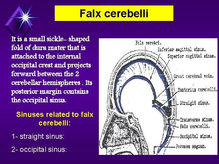 Falx cerebelli It is a small sickle- shaped fold of dura mater that is