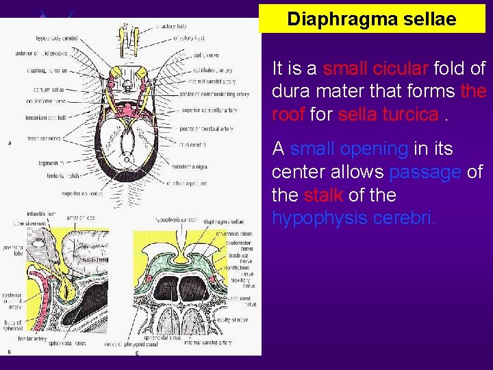 Diaphragma sellae It is a small cicular fold of dura mater that forms the