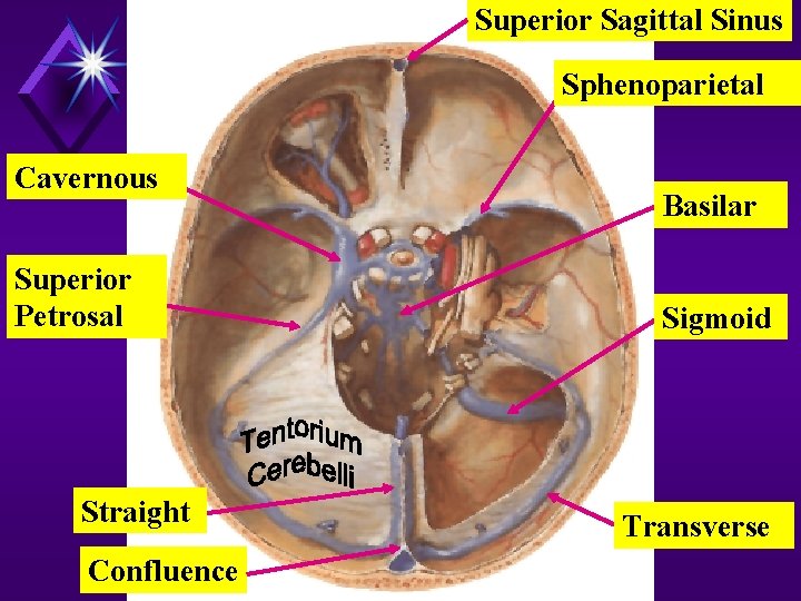 Superior Sagittal Sinus Sphenoparietal Cavernous Superior Petrosal Straight Confluence Basilar Sigmoid Transverse 