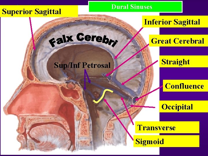 Superior Sagittal Dural Sinuses Inferior Sagittal Great Cerebral Sup/Inf Petrosal Straight Confluence Occipital Transverse