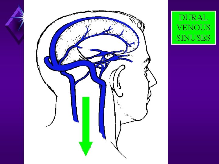 DURAL VENOUS SINUSES 