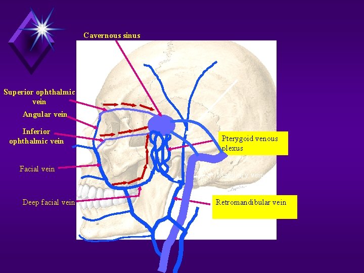 Cavernous sinus Superior ophthalmic vein Angular vein Inferior ophthalmic vein Facial vein Deep facial