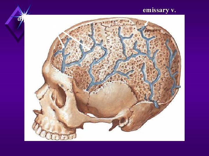 emissary v. diploic veins 