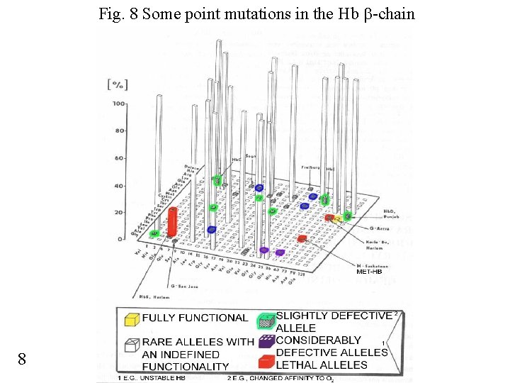 Fig. 8 Some point mutations in the Hb -chain 8 