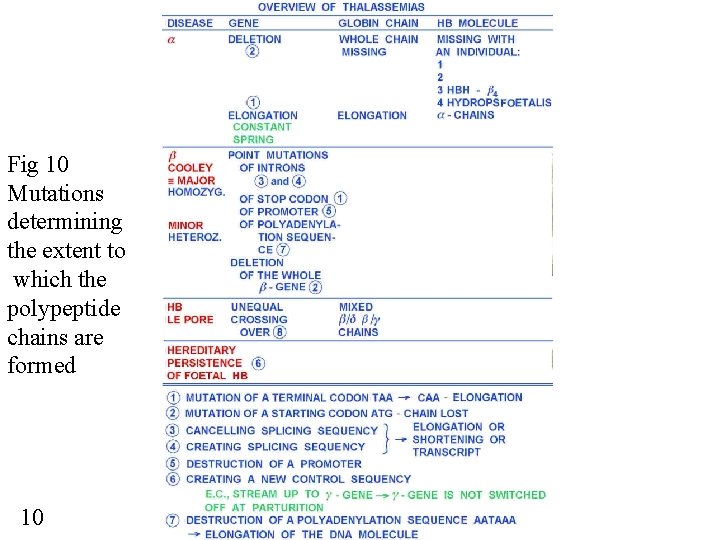 Fig 10 Mutations determining the extent to which the polypeptide chains are formed 10