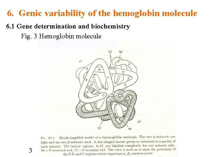 6. Genic variability of the hemoglobin molecule 6. 1 Gene determination and biochemistry Fig.