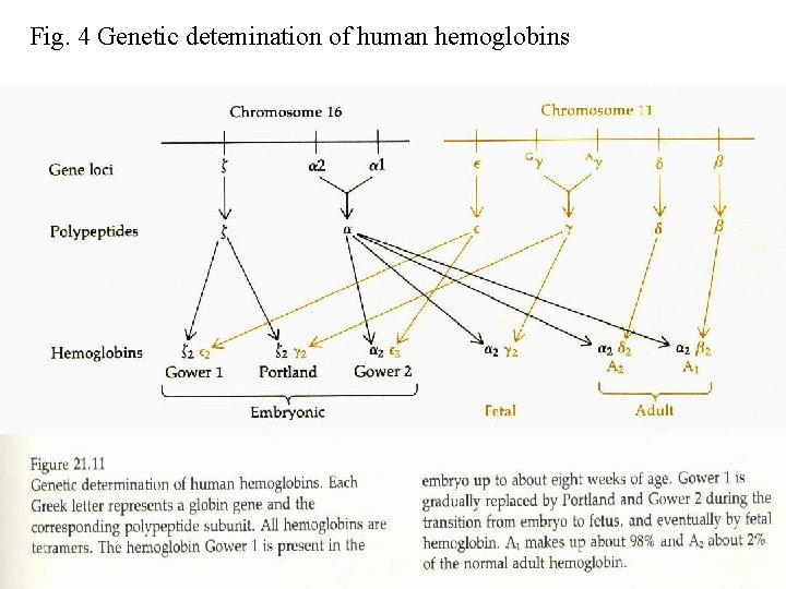 Fig. 4 Genetic detemination of human hemoglobins 