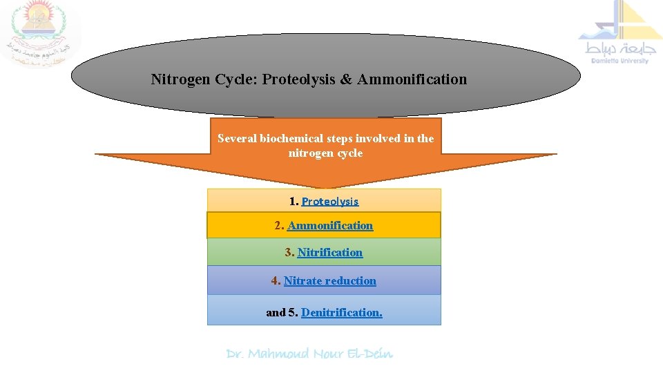 Nitrogen Cycle: Proteolysis & Ammonification Several biochemical steps involved in the nitrogen cycle 1.