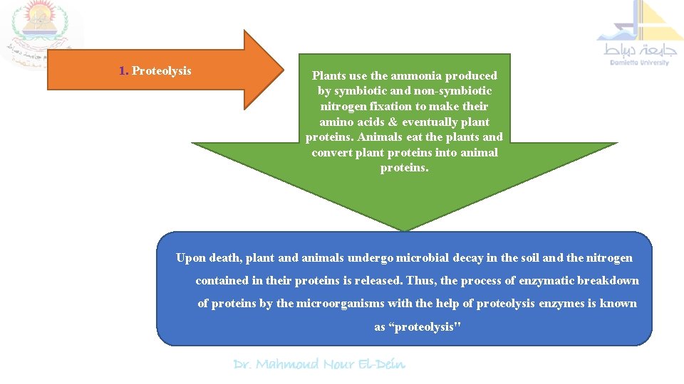 1. Proteolysis Plants use the ammonia produced by symbiotic and non-symbiotic nitrogen fixation to