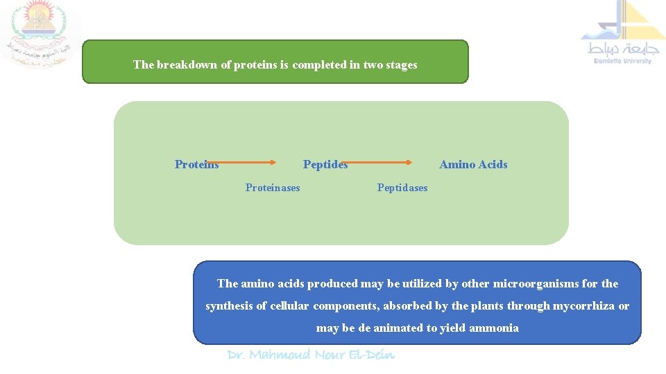 The breakdown of proteins is completed in two stages Proteins Peptides Proteinases Amino Acids