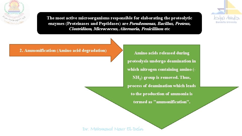 The most active microorganisms responsible for elaborating the proteolytic enzymes (Proteinases and Peptidases) are