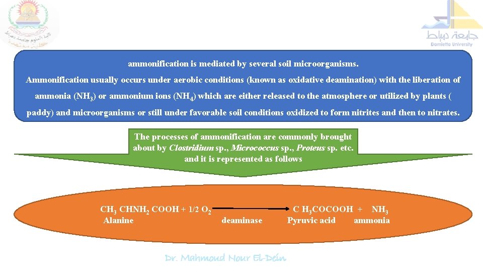 ammonification is mediated by several soil microorganisms. Ammonification usually occurs under aerobic conditions (known