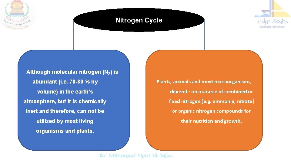 Nitrogen Cycle Although molecular nitrogen (N 2) is abundant (i. e. 78 -80 %