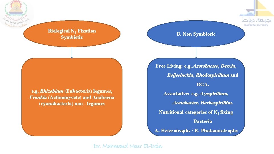 Biological N 2 Fixation Symbiotic B. Non Symbiotic Free Living: e. g. Azotobacter, Derxia,