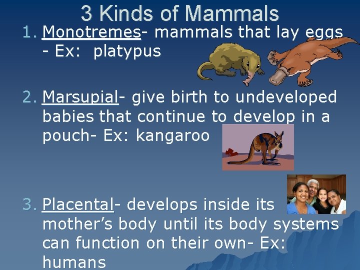 3 Kinds of Mammals 1. Monotremes- mammals that lay eggs - Ex: platypus 2.