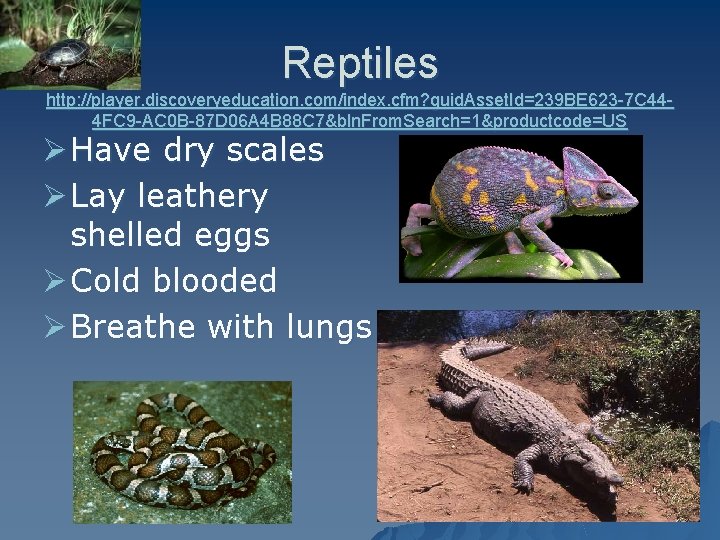 Reptiles http: //player. discoveryeducation. com/index. cfm? guid. Asset. Id=239 BE 623 -7 C 444