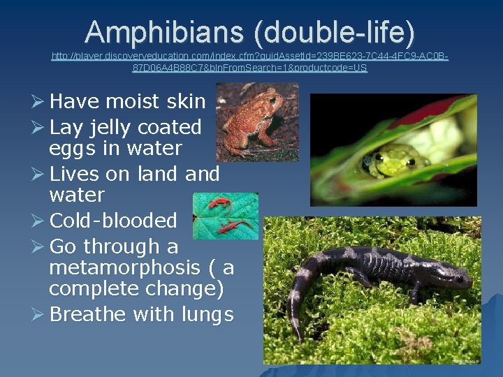 Amphibians (double-life) http: //player. discoveryeducation. com/index. cfm? guid. Asset. Id=239 BE 623 -7 C