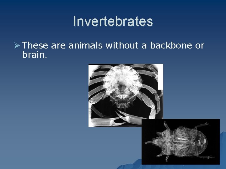 Invertebrates Ø These are animals without a backbone or brain. 
