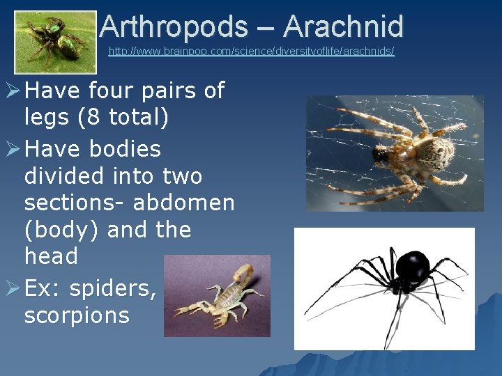 Arthropods – Arachnid http: //www. brainpop. com/science/diversityoflife/arachnids/ Ø Have four pairs of legs (8