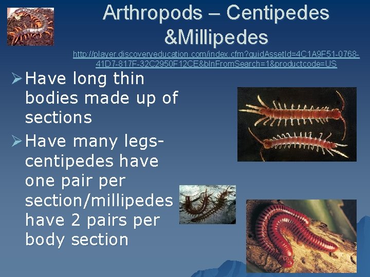 Arthropods – Centipedes &Millipedes http: //player. discoveryeducation. com/index. cfm? guid. Asset. Id=4 C 1
